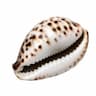 Cowrie Nodes