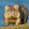 wombat